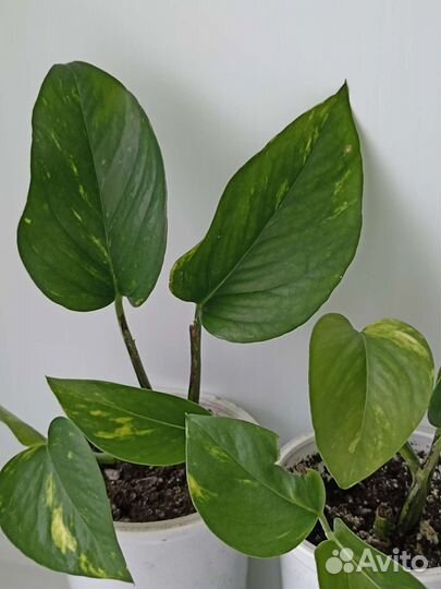 Сингониум. Филодендрон лазающий