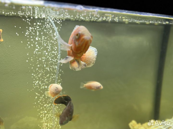 Астронотус альбинос и Сомы парчовые