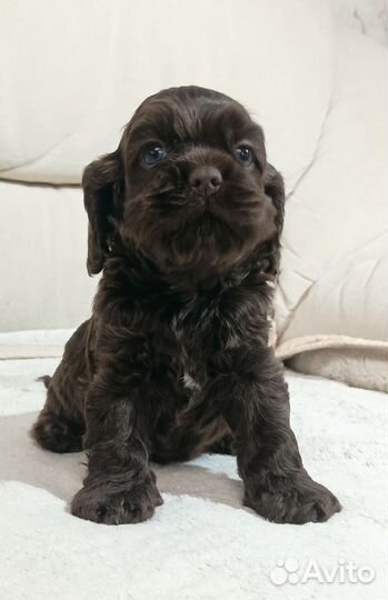 Кокер спаниель