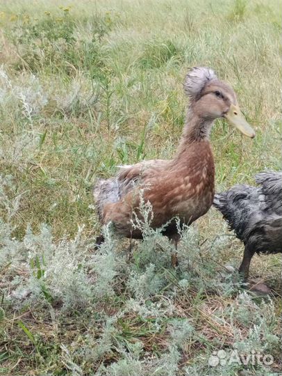 Утки хохлатые