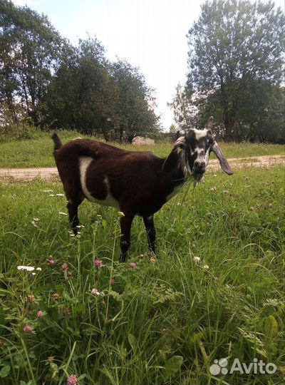 Козы и козлята