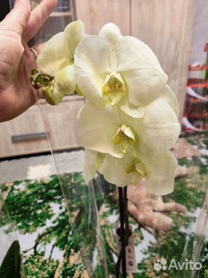 Орхидея фаленопсис