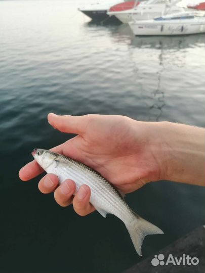 Морские прогулки рыбалка