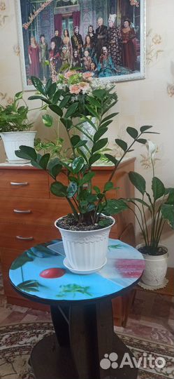 Денежное дерево толстянка