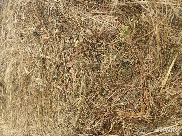 Продам сено в рулонах