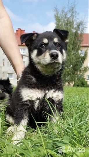 Щенок ищет дом
