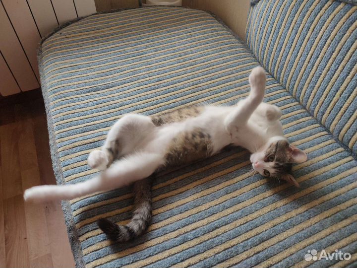 Кот Лунтик в добрые руки