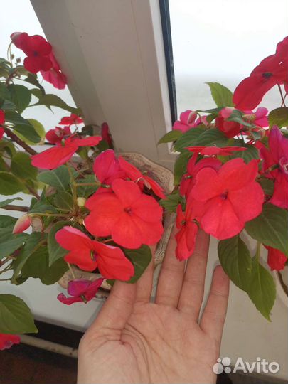 Бальзамины сортовые