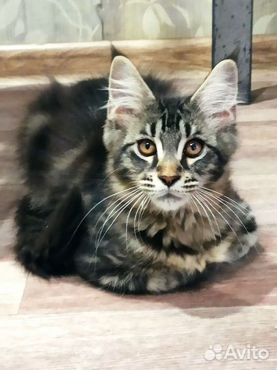 Котята мейн-кун полидакт