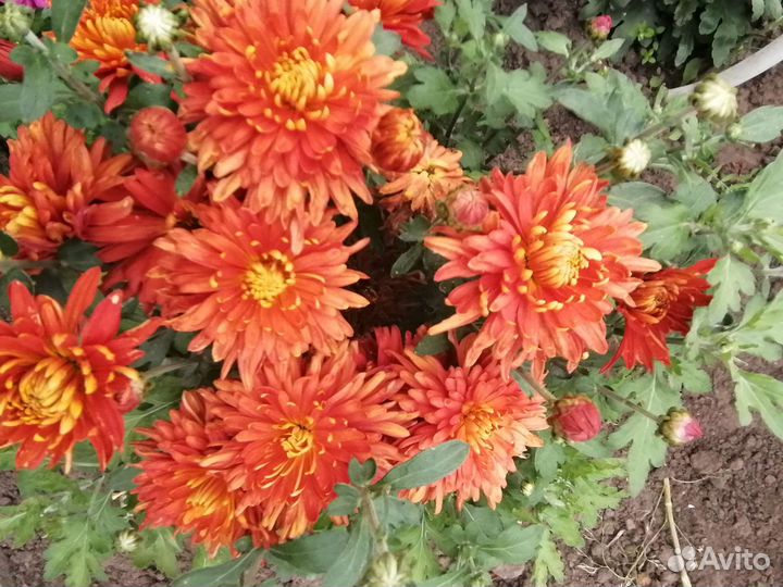 Корейская хризантема