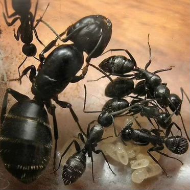 Самки Муравьёв Жнецов