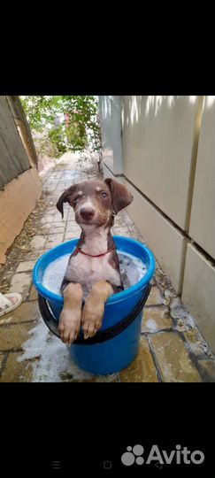 В добрые руки