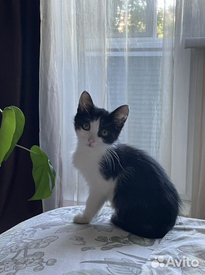 Котенок Чепуха в добрые руки