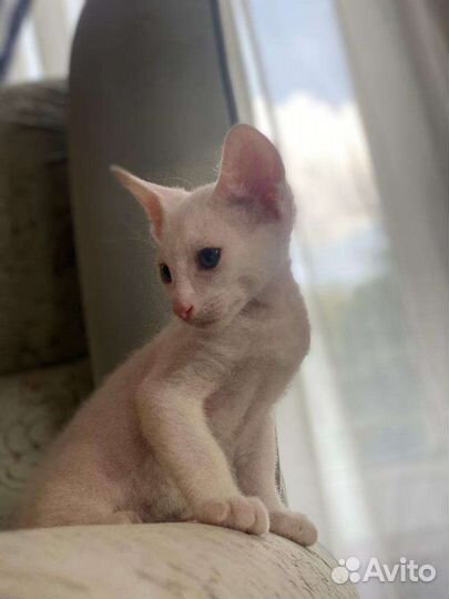 Кошки петерболд