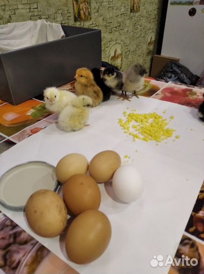 Инкубационное яйцо кур несушек