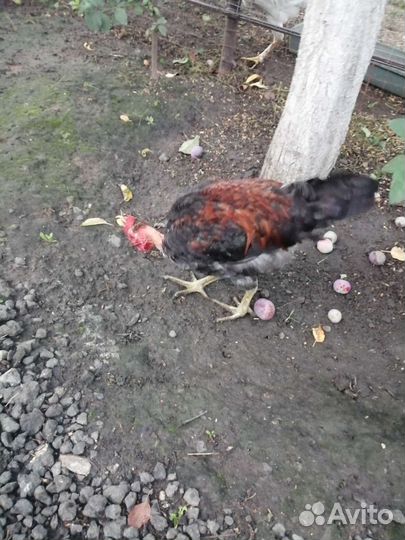 Куры петухи