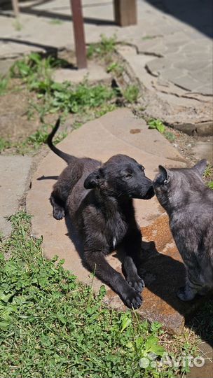 Девочка размером с кошку (5 мес. )