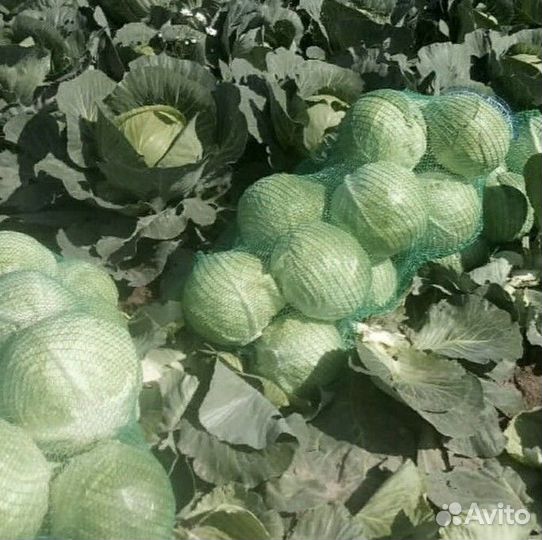 Капуста крупный опт от 3 тонн