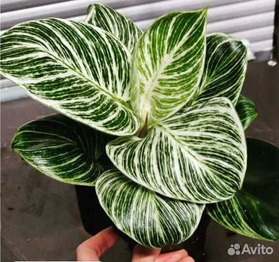 Комнатные цветы. Карисса, филодендрон Биркин