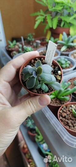 Эхеверии суккуленты
