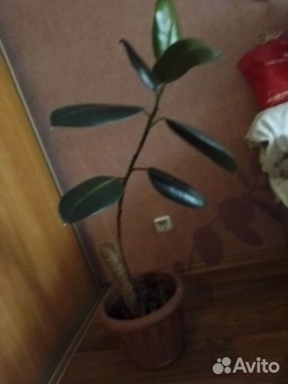 Комнатные цветы