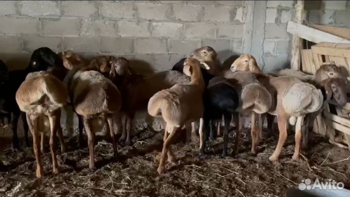 Овцы бараны, ягнята