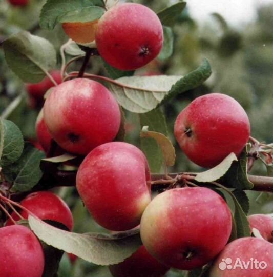 Саженцы яблони полукультурки