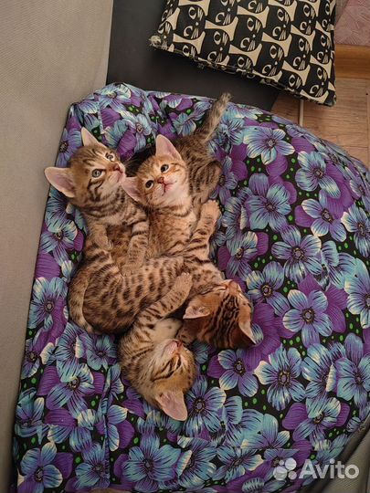 Бенгальские котята