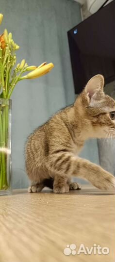 Котенок 2,5 мес, девочка