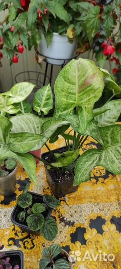 Комнатные растения