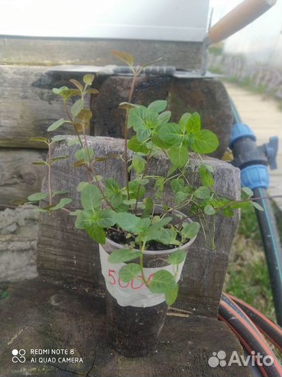 Мята Lemon Fresh и Orange Fresh