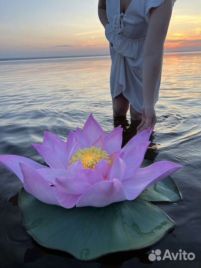 Лотос для фотосессии