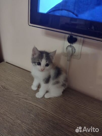 Котенок