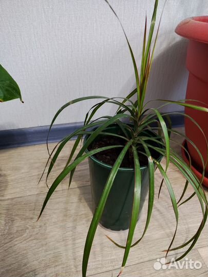 Пальма драцена