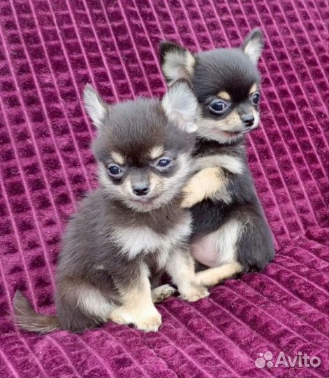 Щенки помчи