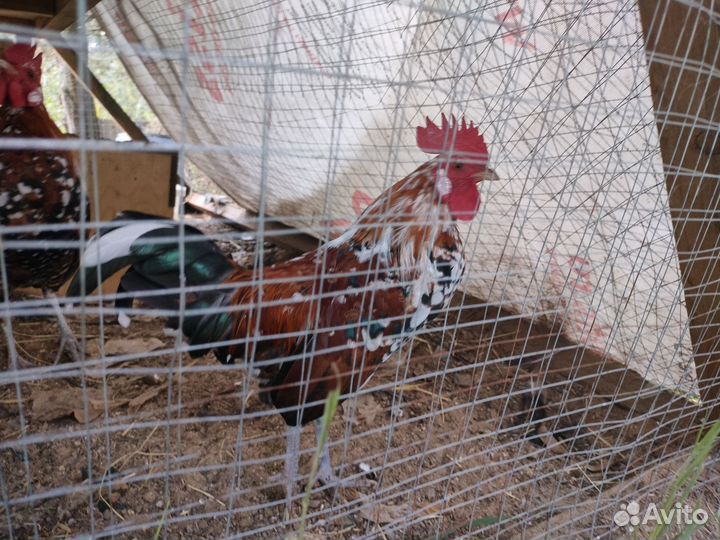 Петух бентамка маран