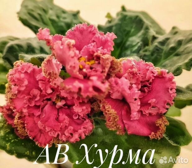 Сортовые фиалки. Свежий срез