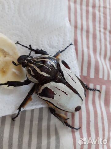 Личинки африканских жуков объявление продам