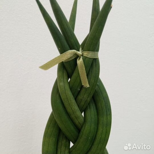 Сансевиерия