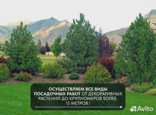 Шаровидная глобоза