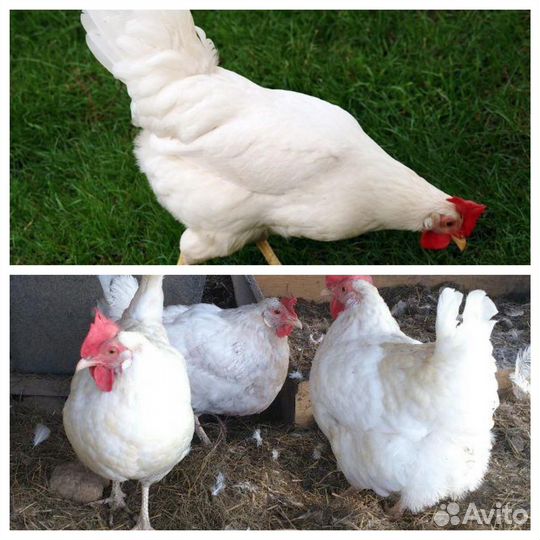 Доставка кур