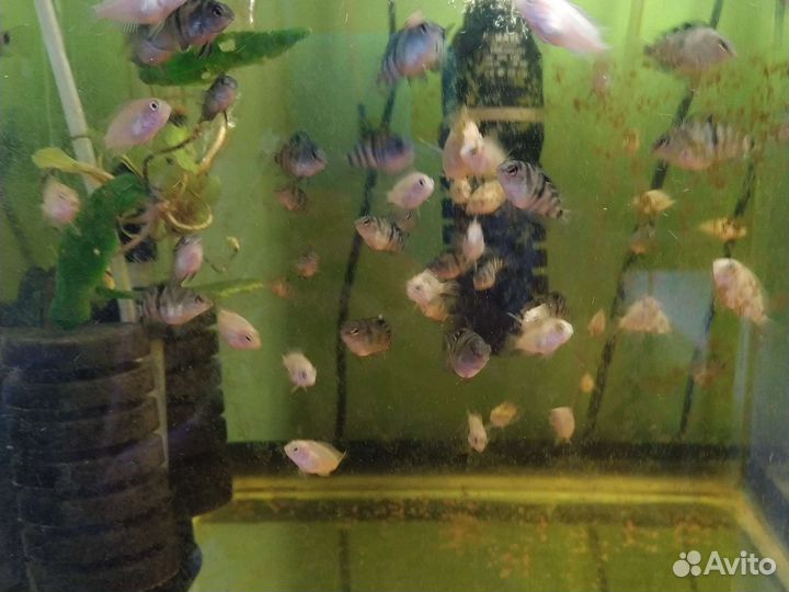 Аквариумные рыбки цихлиды