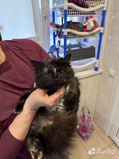 Кошечка 8 месяцев в поисках дома