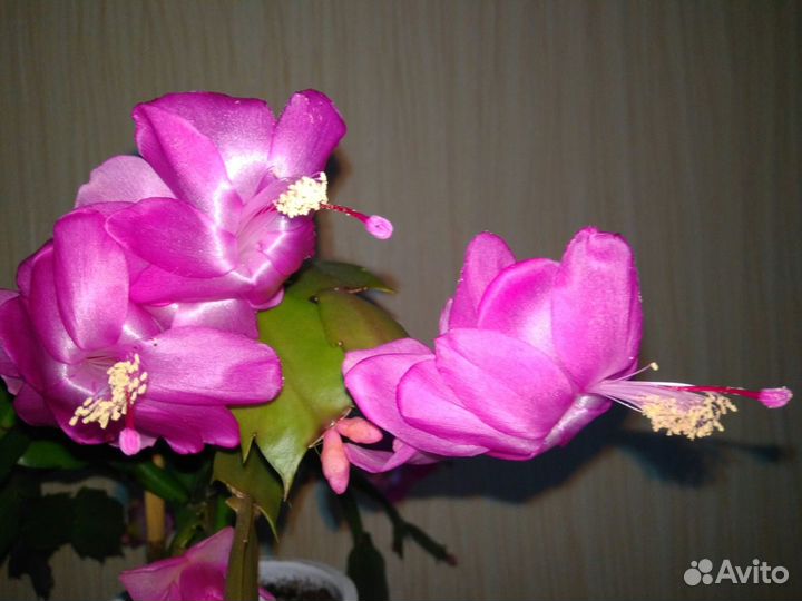 Декабристы, укорененные черенки