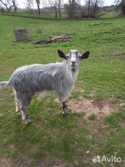 Продаются козы и козел
