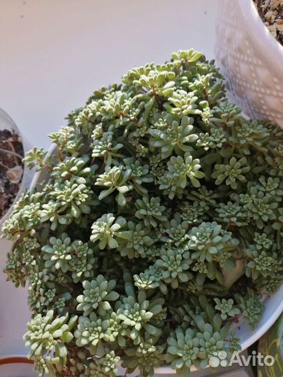 Крассула почвопокровная