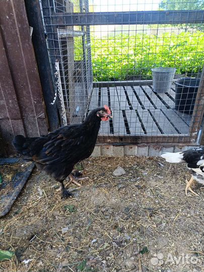 Молодые петушки