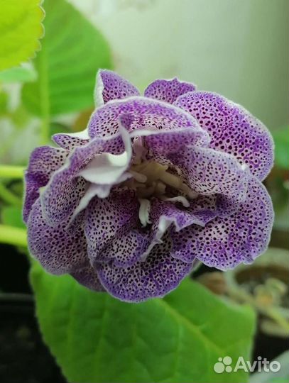 Фиалки, Глоксинии