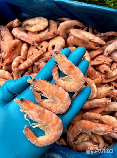 Оптом Креветки