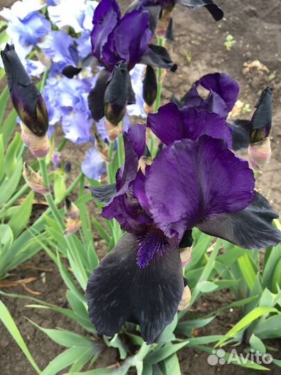 Ирисы переливчатые, вариегата, амена, пликата